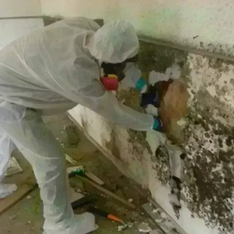 Mold Remediation and Removal in Bernalillo, NM